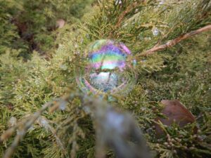 Bubble 3 on juniper