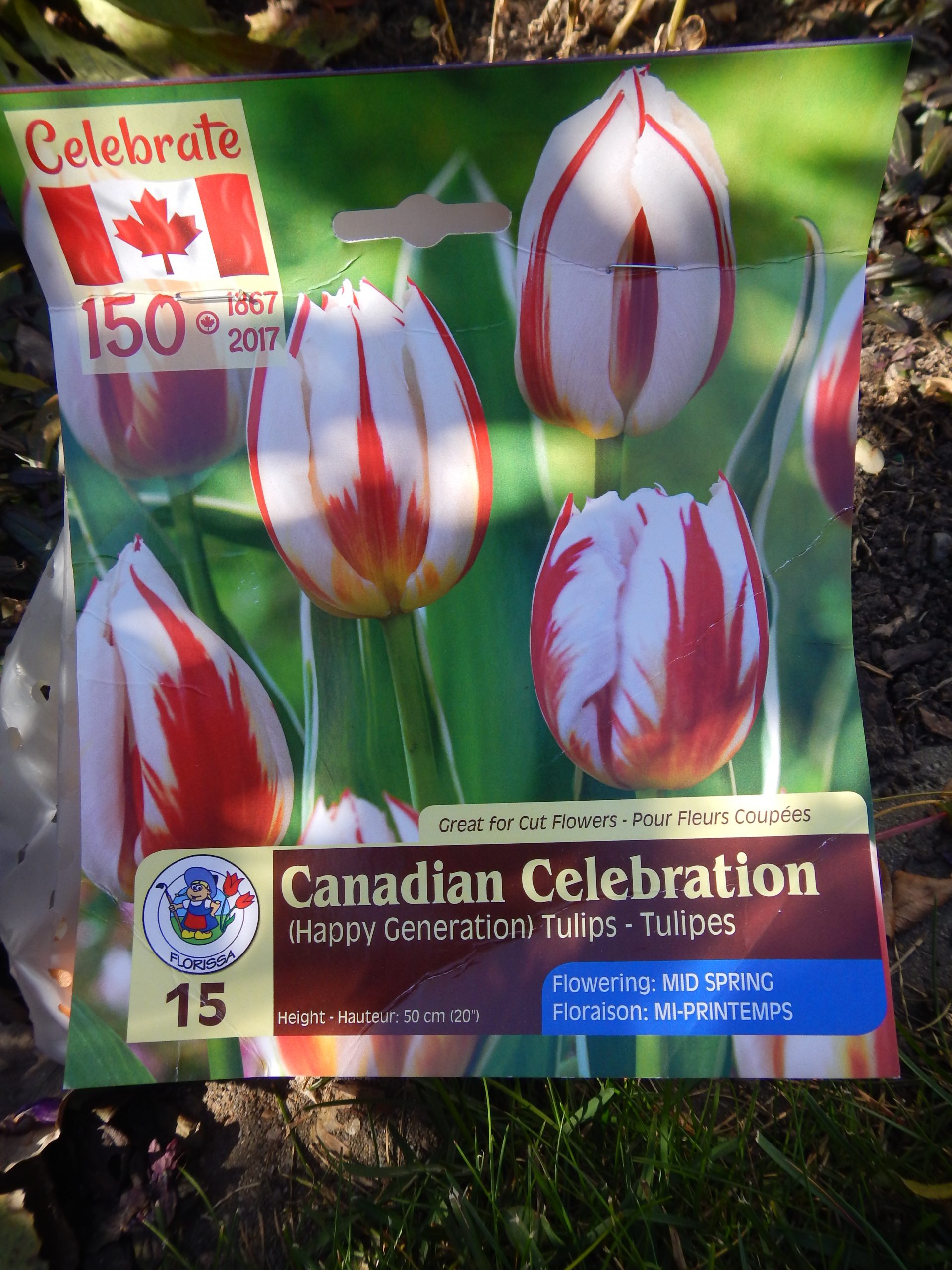 Tips on Planting Tulips Motivated by Nature